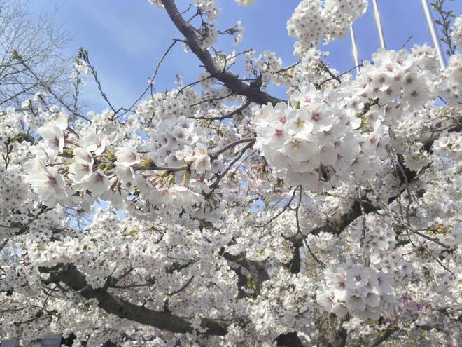 六大主题带动赏花经济潍坊召开第十六届山阳梨花节(图3)