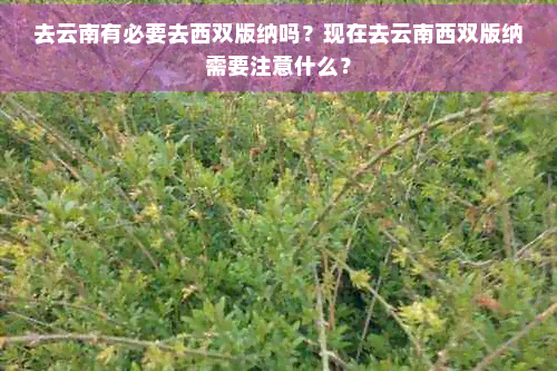 去云南有必要去西双版纳吗？现在去云南西双版纳需要注意什么？(图1)