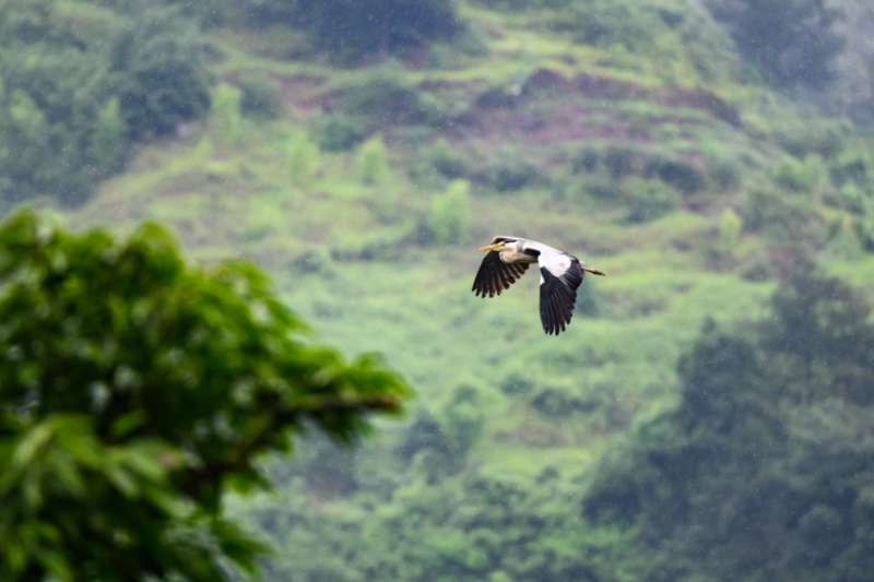 熊猫体育：赤水河畔文化流淌酿出美酒馥郁芬芳(图2)